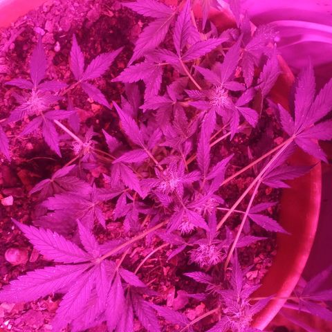 Auto Diesel growlog timeline photo