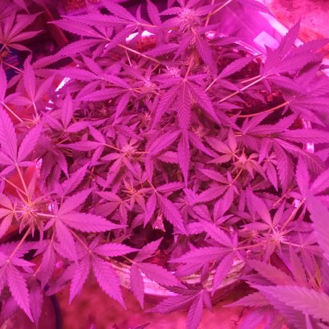 Auto Diesel growlog timeline photo