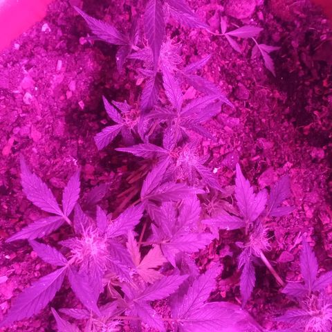 Auto Diesel growlog timeline photo