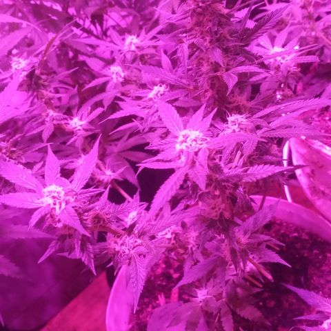 Auto Diesel growlog timeline photo