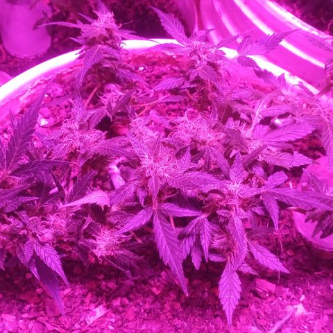 Auto Diesel growlog timeline photo