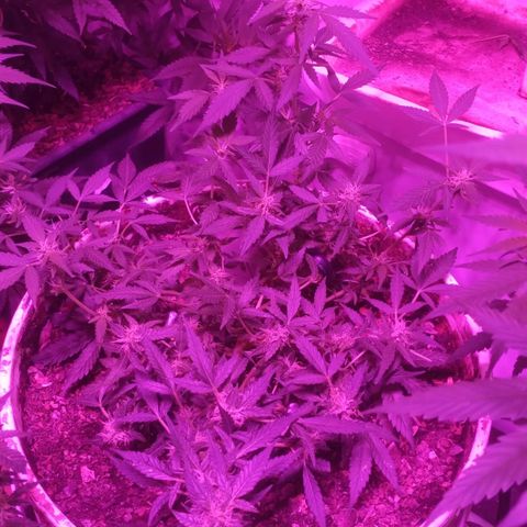 Auto Diesel growlog timeline photo