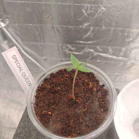 SQA growlog timeline photo