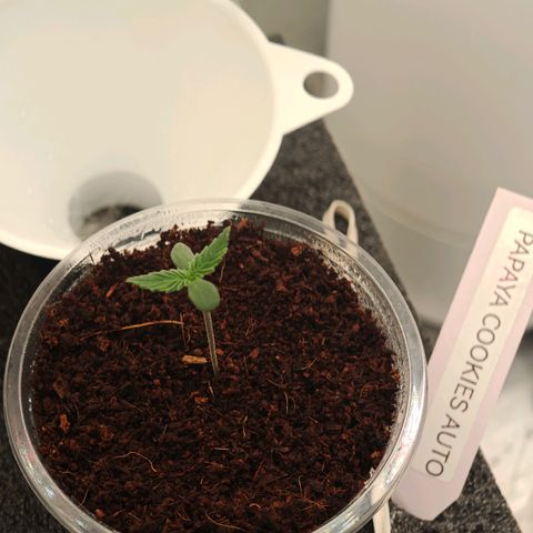 PCA growlog timeline photo