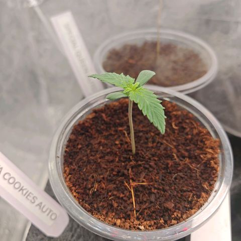 PCA growlog timeline photo