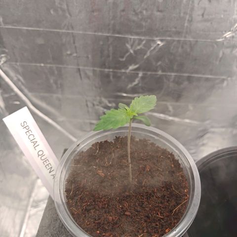 SQA growlog timeline photo