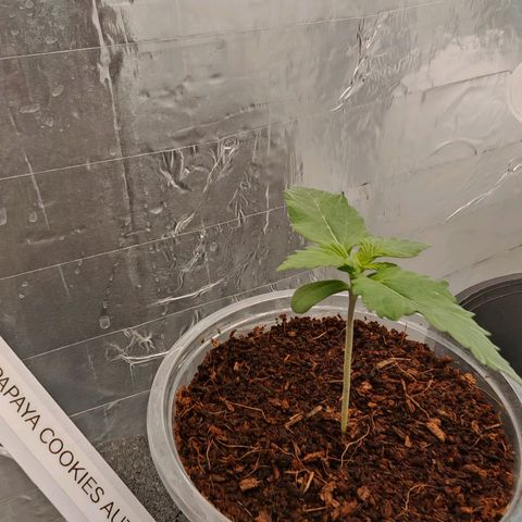 SQA growlog timeline photo