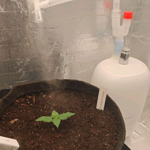 PCA growlog timeline photo