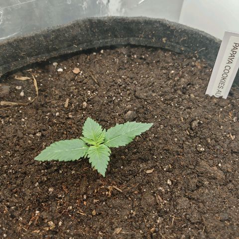 PCA growlog timeline photo