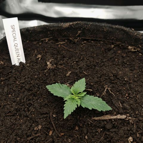 SQA growlog timeline photo