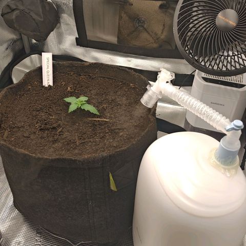 SQA growlog timeline photo
