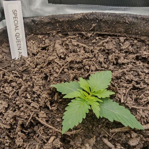 SQA growlog timeline photo