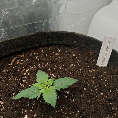 PCA growlog timeline photo