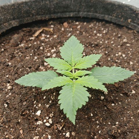 PCA growlog timeline photo