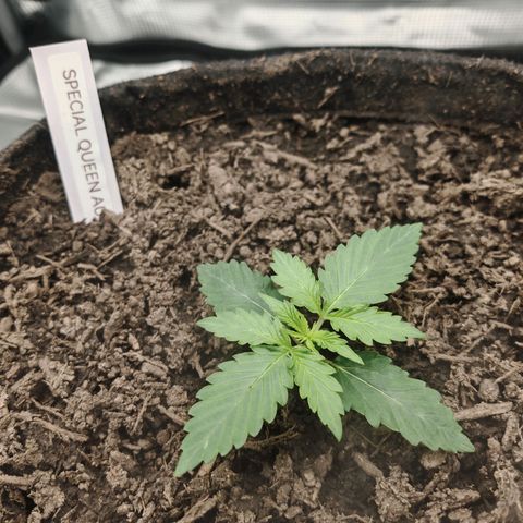 SQA growlog timeline photo
