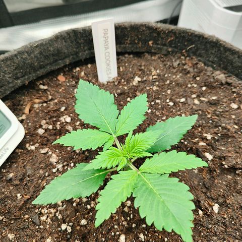 PCA growlog timeline photo