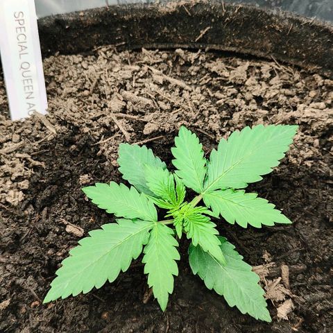 SQA growlog timeline photo