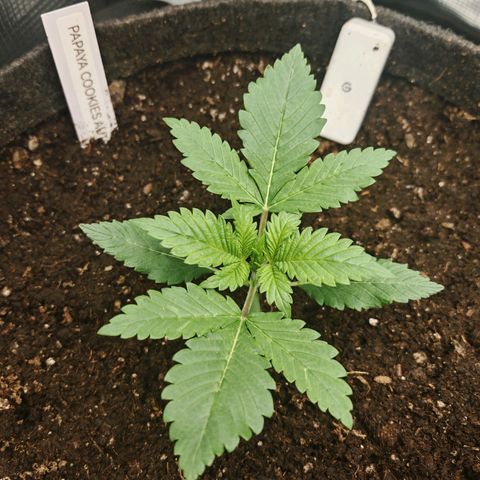 PCA growlog timeline photo
