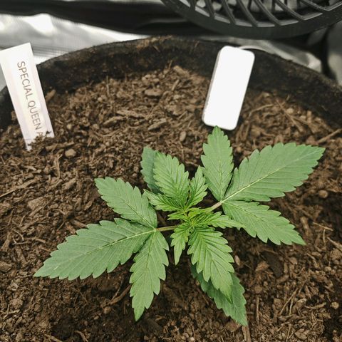 SQA growlog timeline photo