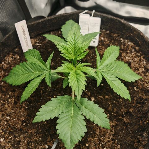 PCA growlog timeline photo