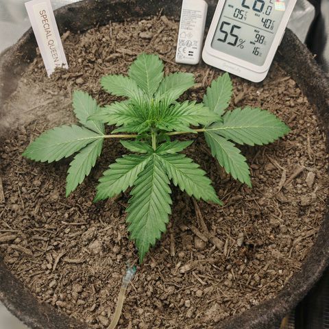 SQA growlog timeline photo