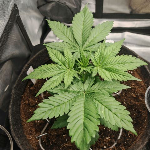 PCA growlog timeline photo