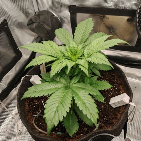 PCA growlog timeline photo