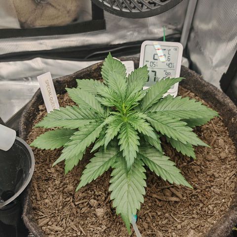 SQA growlog timeline photo