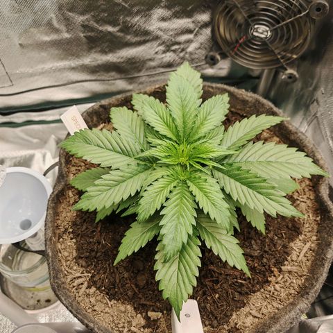 SQA growlog timeline photo