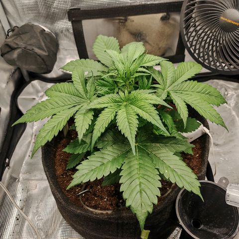 PCA growlog timeline photo