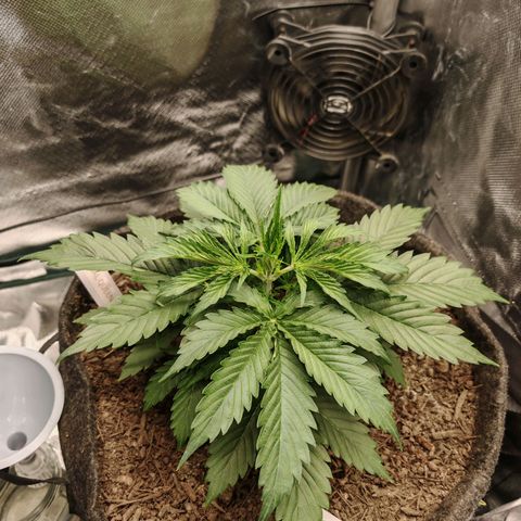 SQA growlog timeline photo