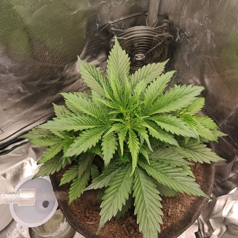 SQA growlog timeline photo