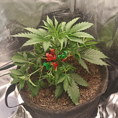 SQA growlog timeline photo