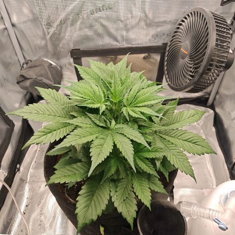 PCA growlog timeline photo