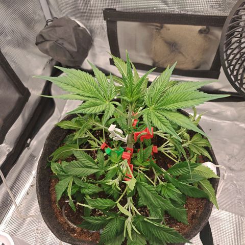 PCA growlog timeline photo