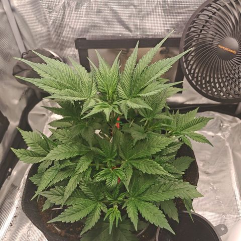 PCA growlog timeline photo