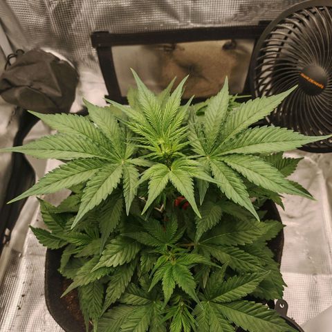 PCA growlog timeline photo