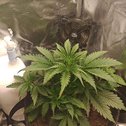 SQA growlog timeline photo