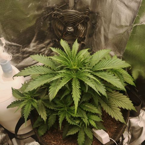 SQA growlog timeline photo
