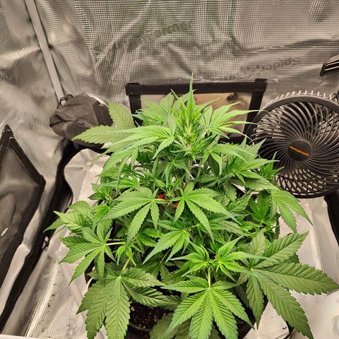 PCA growlog timeline photo