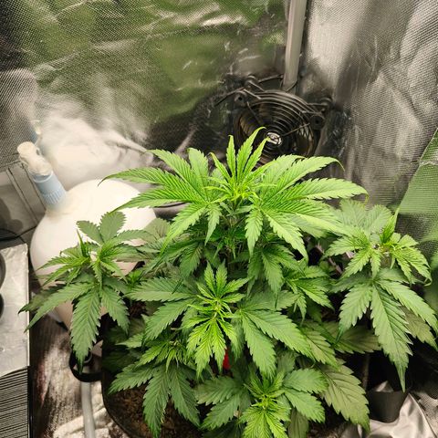 SQA growlog timeline photo