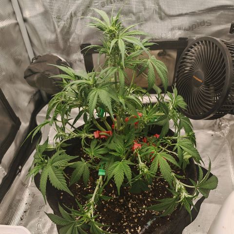 PCA growlog timeline photo