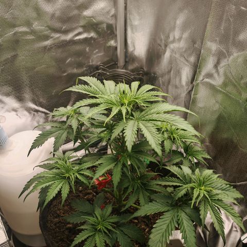 SQA growlog timeline photo