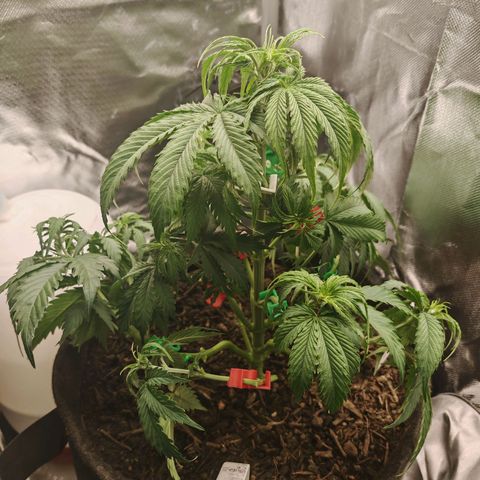 SQA growlog timeline photo