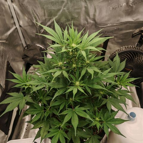 PCA growlog timeline photo