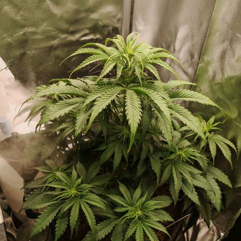 SQA growlog timeline photo