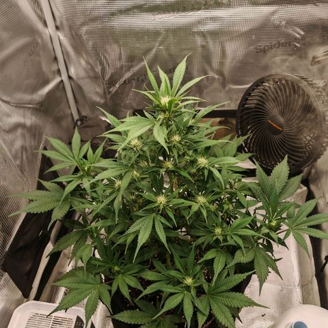 PCA growlog timeline photo
