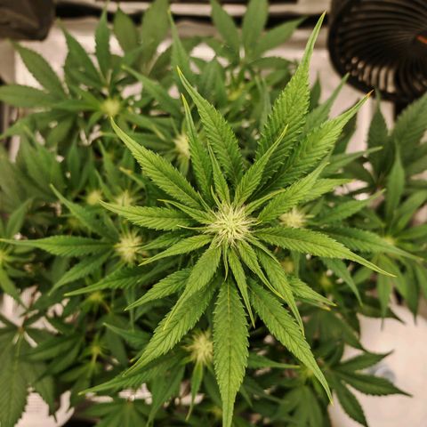PCA growlog timeline photo