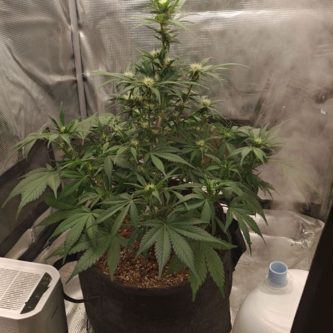 PCA growlog timeline photo