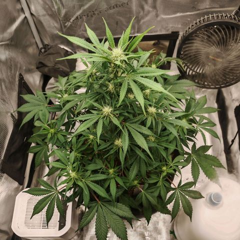 PCA growlog timeline photo